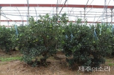 제주 감귤 농가 살아남을 길은 혁신과 차별