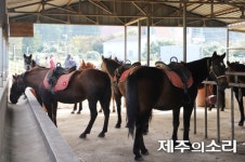 마(馬)산업 중심 장전공동목장을 세계적 말 공원으로!