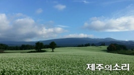 메밀밭 뛰어든 제주청년 강한 농업경영체 일구겠다