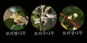 부부의 사랑 담은 볼레낭 보리밥나무