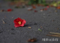 제주4.3과 여순10.19 저항의 기억과 연대