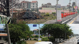 40년 벚나무 벌채에 주민들 발끈...제주시 30~40그루 심겠다