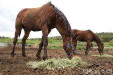 세금 내려고 목장땅 파는 악순환…규제로 활용 막막한 위기의 마을목장