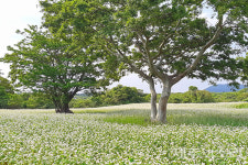 제주 와흘리에는 자청비가 메밀꽃을 피운다