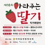 올해로 16년째! 제주 아라동 딸기 직거래 장터