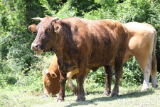 대안 없이 팔려나가는 마을공동목장, 활용방안 없는 남은 땅도 위태위태