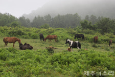 제주 목축문화 상징 잣성 남은 아라공동목장…활용방안 없어 늘 매각 위기
