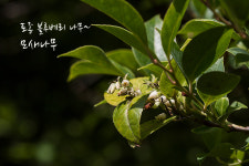 한국의 토종 블루베리 모새나무