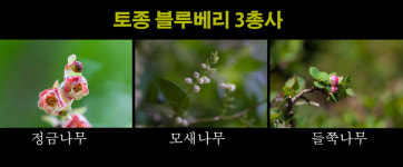한국의 토종 블루베리 모새나무