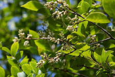 한국의 토종 블루베리 모새나무