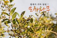 한국의 토종 블루베리 모새나무
