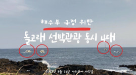 핫핑크돌핀스 해수부, 제주 돌고래 쫓는 선박관광 금지시켜야