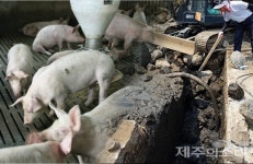 제주서 돼지농장 철거 폐기물 약 1000톤 파 묻은 간 큰 농장주