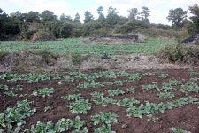 촌물내기의 운명