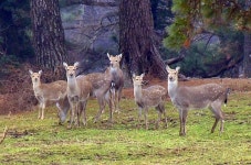 제주 마방목장 등장한 야생 꽃사슴 무리, 생태계 영향은?