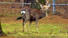제주 마방목장 등장한 야생 꽃사슴 무리, 생태계 영향은?