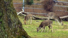 제주 마방목장 등장한 야생 꽃사슴 무리, 생태계 영향은?