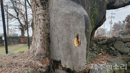 외과수술도 역부족 제주 500년 팽나무 결국 보호수 해제