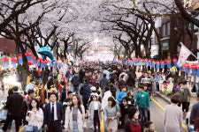 봄바람 따라 흩날리는 제주 전농로 왕벚꽃 축제 열린다