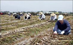 서귀포시, 마늘 수확철 농가 인력난 돕기 본격 추진