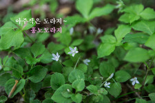 서귀포시 서홍동에서 발견된 작은 식물 홍노도라지