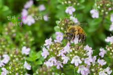 시작하는 여름을 알리는 진한 꽃 향기 백리향