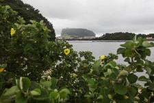 무더운 여름 노란 꽃 피우는 황근