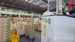 제주 공판장 장악한 샤인머스캣 사과값 폭등에 차례상 고민