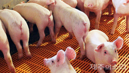 제주 양돈산업 조수입 5345억원 지역경제에 기여하는데 악취는…