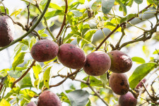 가을 한라산 계곡의 달콤한 결실, 즐거운 날 멀꿀 열매