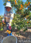 제주에 오니 월급이 5배 감귤 따는 외국인 달라진 농촌 풍경