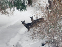 [포토] 눈 폭탄 속 산기슭 내려온 제주 노루 가족 먹이 어딨나?