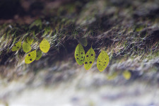 2023년 마무리하며 작은 고란초가 전하는 큰 응원