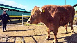 제주 중산간 제동목장서 1톤 슈퍼한우 탄생