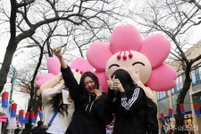 [현장] 주인공 없어 아쉽지만 그래도 봄 제주 왕벚꽃 축제 상춘객 북적