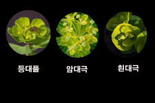 제주 돌담, 바닷가, 집 주변까지...봄 소식 전하는 풀