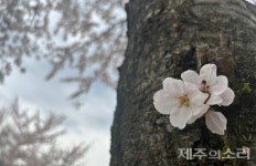 [날씨] 1일 제주 맑고 포근…10도 안팎 큰 일교차 유의