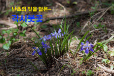 신라 화랑 관창의 존경, 사랑이 담긴 각시붓꽃