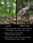 초여름 제주 오름에서 만나는 소녀의 기도