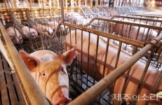 제주도, 17일 0시 기해 경북지역 돼지고기·생산물 반입금지