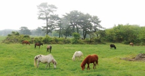 1374년 제주에서 벌어진 전쟁의 불씨 탐라산 말 2000필