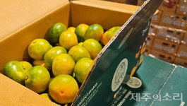 한여름 녹색 감귤의 등장...제주 신품종 그린향 본격 출하