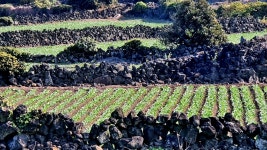 과거와 현재, 미래가 공존하는 살아있는 유산 제주돌담 메쌓기