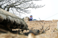 제주 성읍민속마을 초가집 수리, 언제까지 제주 초가장 밀려나나