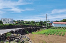 제주 성산 수산1리·2리, 고성리, 동남리 주민들의 전통 신앙 의례