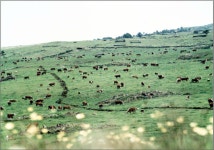 조림과 기업 중심 축산정책 변화 맞은 제주 마을공동목장
