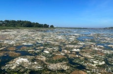 보호 시급한 하도 철새도래지 땅 주인 바뀌나...정부-제주도 패소