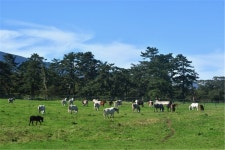 조선시대 국영목장 마장의 본산 제주 교래리