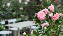 산림훼손 논란 제주 카멜리아힐 관광휴양단지 지정 해제