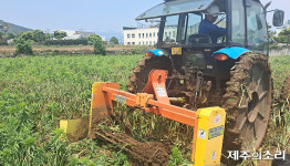 제주산 마늘이 사라진다 너도나도 포기 씨마르는 남도종